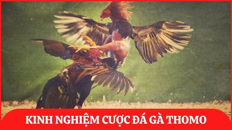Bỏ túi một vài kinh nghiệm tham gia cược chọi gà Thomo hiệu quả