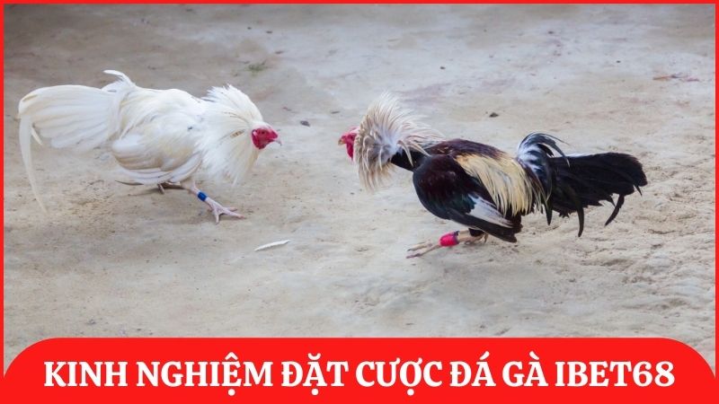 Chia sẻ kinh nghiệm và lưu ý khi cá cược đá gà trực tuyến để giành thắng lớn