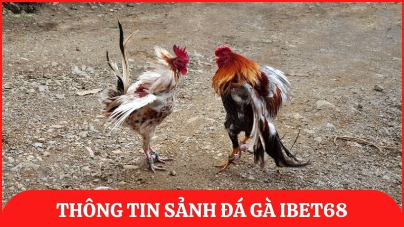 Thông tin sảnh đá gà ibet68 – Cá cược minh bạch, trực tiếp từ trường gà quốc tế