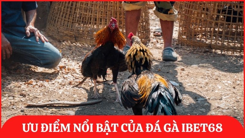 Đánh giá ưu điểm nổi bật của sảnh đá gà trực tuyến ibet68 giúp thu hút người chơi